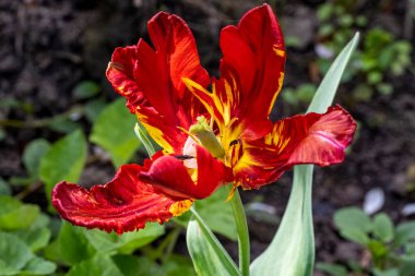 Su damlalı kırmızı ve beyaz laleler