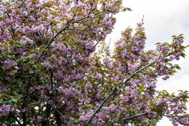 Pembe kiraz çiçekleri yakın çekim görüntüsü