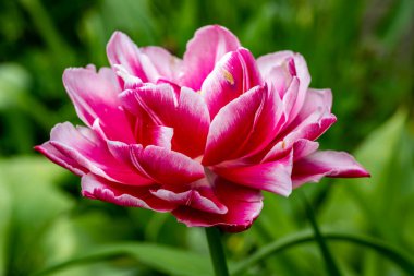 Yaz bahçesinde güzel kırmızı lale çiçeği 