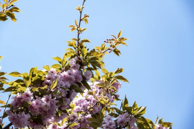 Pembe kiraz çiçekleri yakın çekim görüntüsü