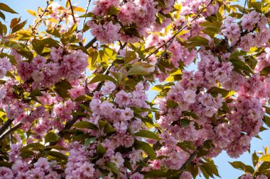 Pembe kiraz çiçekleri yakın çekim görüntüsü