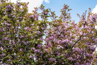 Pembe kiraz çiçekleri yakın çekim görüntüsü