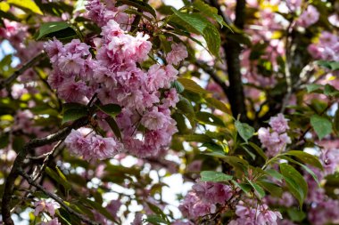 Pembe kiraz çiçekleri yakın çekim görüntüsü