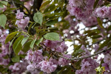 Pembe kiraz çiçekleri yakın çekim görüntüsü