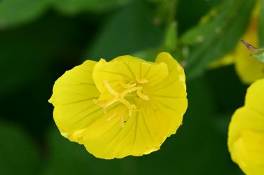 Yaz bahçesinde güzel sarı çiçek