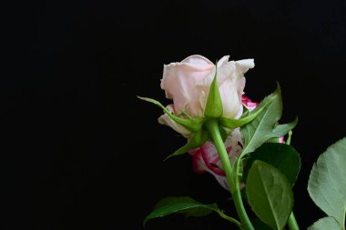 Siyah arka planda pembe gül çiçekleri