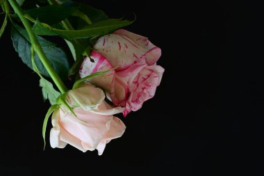 Siyah arka planda pembe gül çiçekleri