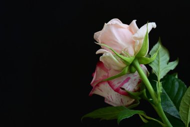 Siyah arka planda pembe gül çiçekleri