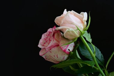 Siyah arka planda pembe gül çiçekleri