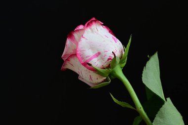 Siyah arkaplanda pembe gül çiçeği