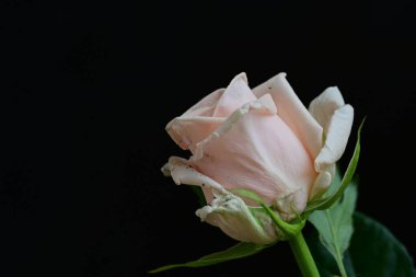 Siyah arkaplanda pembe gül çiçeği