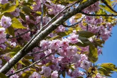 kiraz ağacı çiçekleri yakın plan görüntüsü