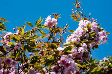kiraz ağacı çiçekleri yakın plan görüntüsü