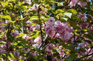 kiraz ağacı çiçekleri yakın plan görüntüsü