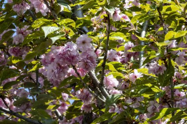 kiraz ağacı çiçekleri yakın plan görüntüsü