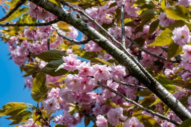 kiraz ağacı çiçekleri yakın plan görüntüsü