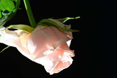 Siyah arkaplanda pembe gül çiçeği