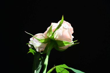 Siyah arkaplanda pembe gül çiçeği