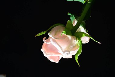 Siyah arkaplanda pembe gül çiçeği