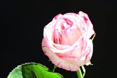 Siyah arkaplanda pembe gül çiçeği