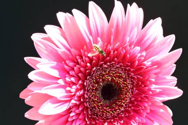 Siyah arka planda pembe gerbera çiçeği