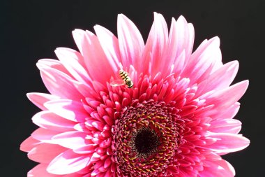 Siyah arka planda pembe gerbera çiçeği