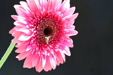 Siyah arka planda pembe gerbera çiçeği