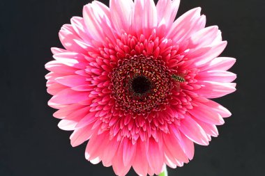 Siyah arka planda pembe gerbera çiçeği