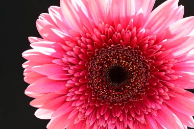 Siyah arka planda pembe gerbera çiçeği