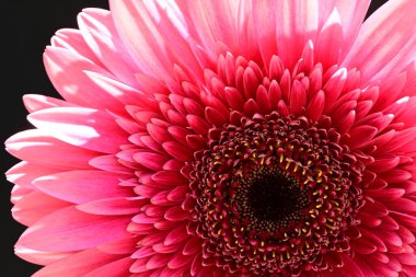Siyah arka planda pembe gerbera çiçeği