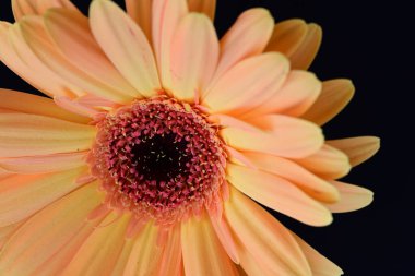 turuncu gerbera çiçeği siyah arkaplanda