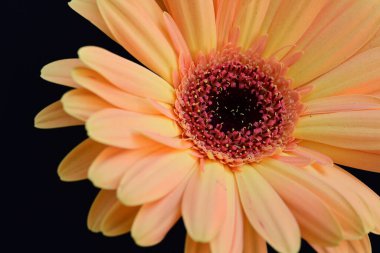 turuncu gerbera çiçeği siyah arkaplanda