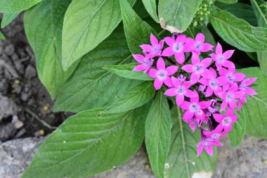 Yerde mor çiçekler var.