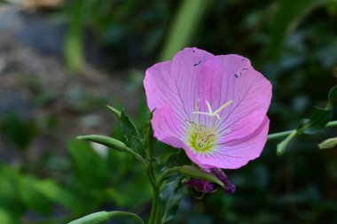 Yaz bahçesinde yetişen güzel pembe çiçek
