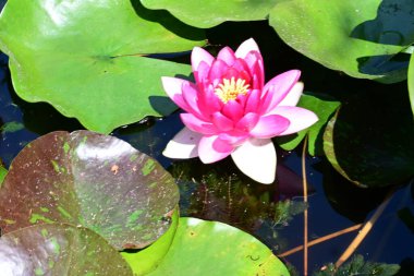 Yeşil yapraklı güzel nilüfer çiçeği, gölde pembe nilüfer çiçeği.