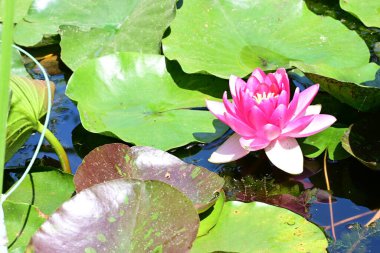 Yeşil yapraklı güzel nilüfer çiçeği, gölde pembe nilüfer çiçeği.
