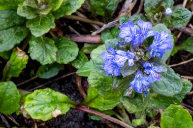 Bahçede bahar çiçekleri