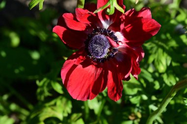 Bahçede yetişen yeşil yapraklı kırmızı şakayık çiçeği