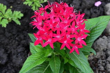 Bahçedeki güzel çiçekler