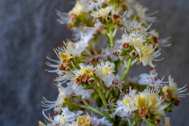 Bir çiçeğe yaklaş.