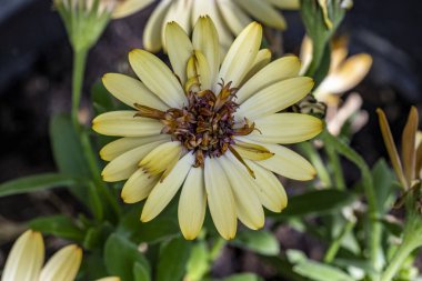 bahçede büyüyen güzel sarı çiçek 