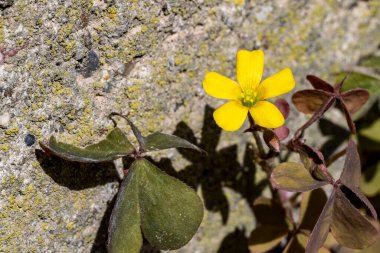 Bir taşın üzerinde sarı çiçekler