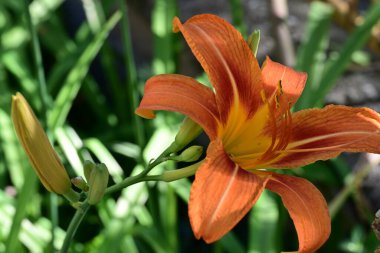 Kurtul Lily çiçeğinden, yakın plan görüntü