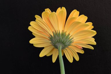 Güzel sarı çiçeklerin yakın görüntüsü