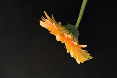 Güzel botanik fotoğrafı, doğal duvar kağıdı.