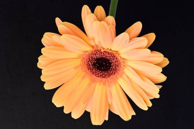 Güneşli yaz gününde bahçede yetişen güzel çiçekler.