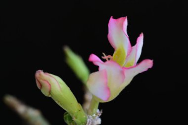 Açık büyüyen renk çiçekler yakın