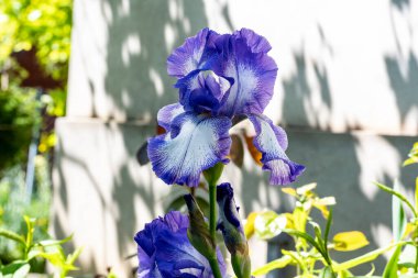 Bahçedeki iris çiçeği