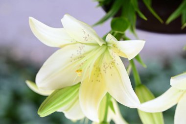 Bahçedeki güzel çiçekler