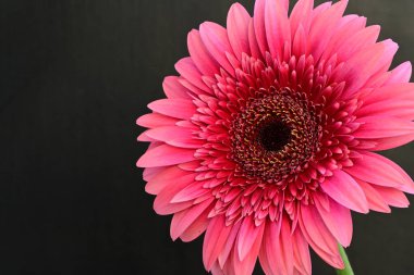 pembe gerbera papatya çiçeği